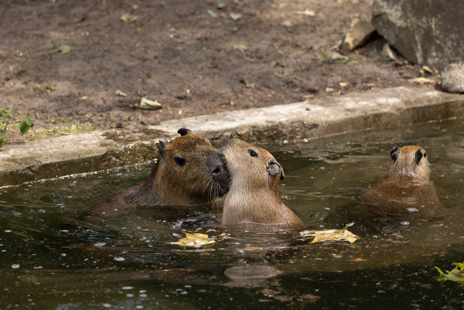 bei den Temperaturen kann man schon mal baden gehen