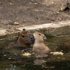 bei den Temperaturen kann man schon mal baden gehen