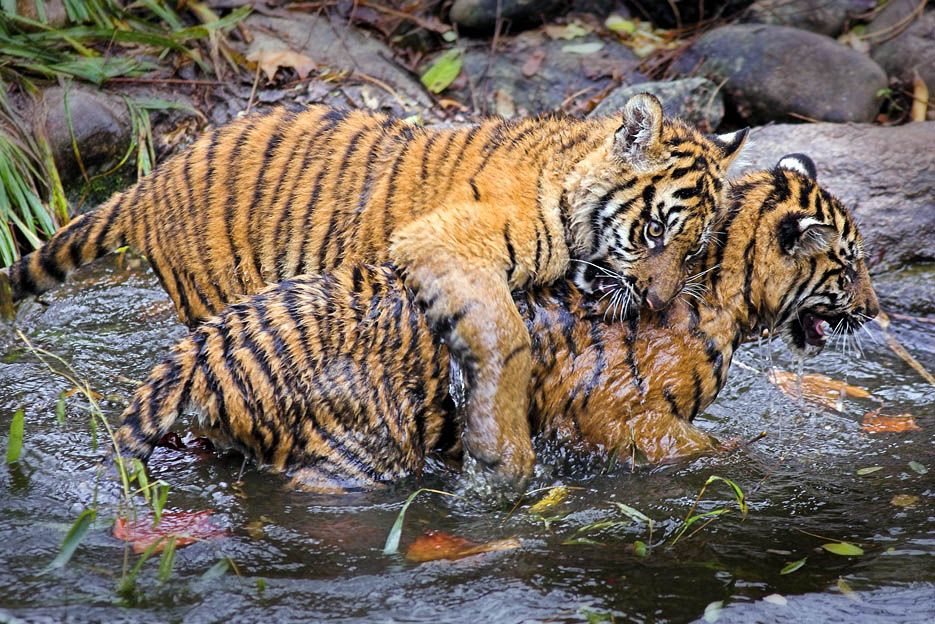 bei den Tigers