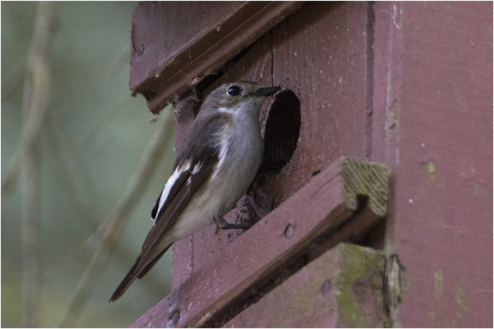 Bei den Trauerschnäppern (Ficedula hypoleuca) wird der Nachwuchs . . .