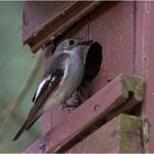 Bei den Trauerschnäppern (Ficedula hypoleuca) wird der Nachwuchs . . .