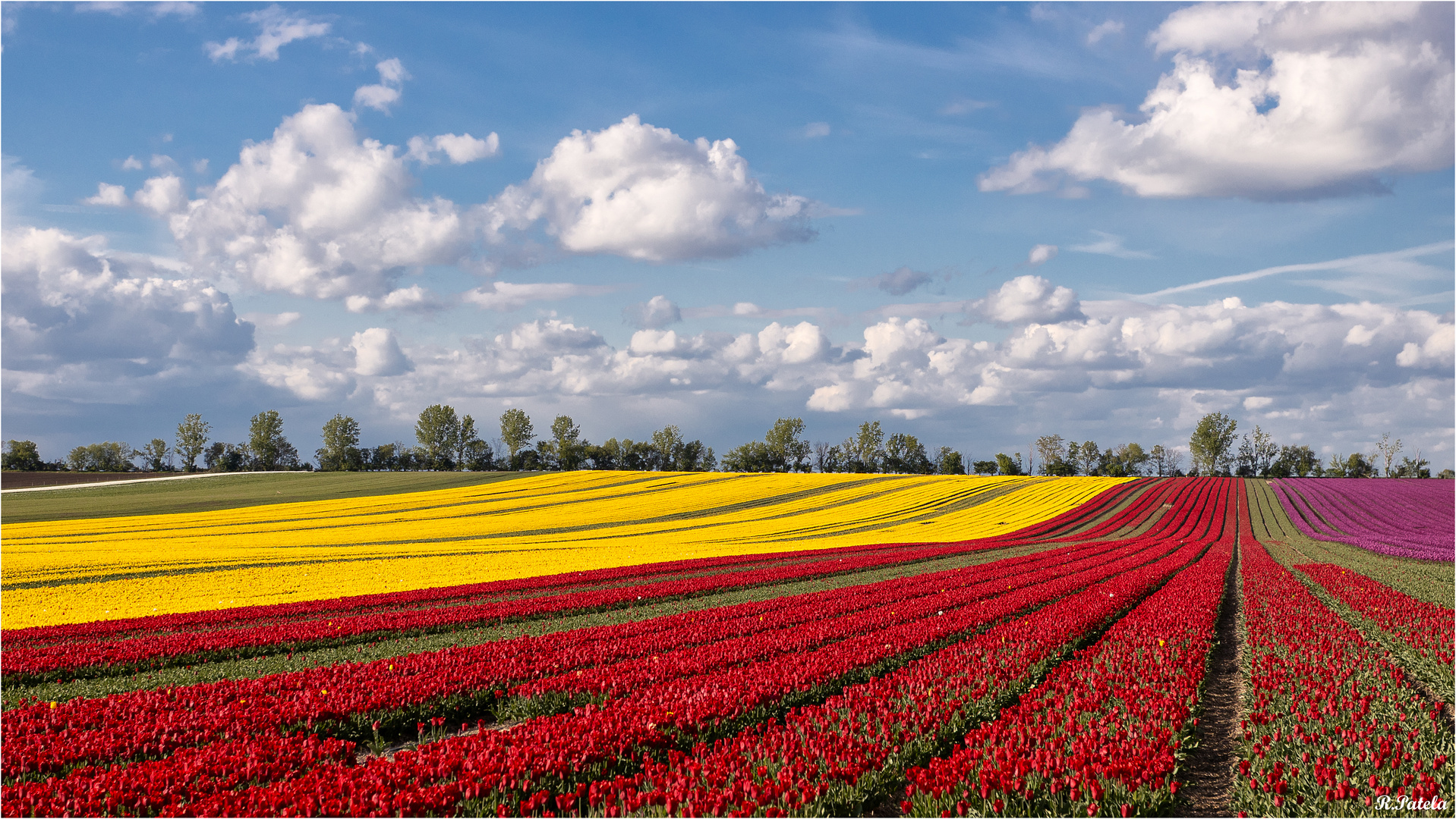 Bei den Tulpen... 