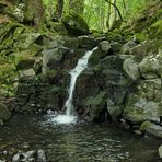 Bei den Wassergeistern im tiefen Wald 01