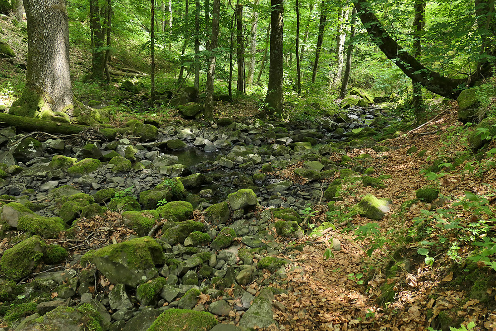 Bei den Wassergeistern im tiefen Wald 02