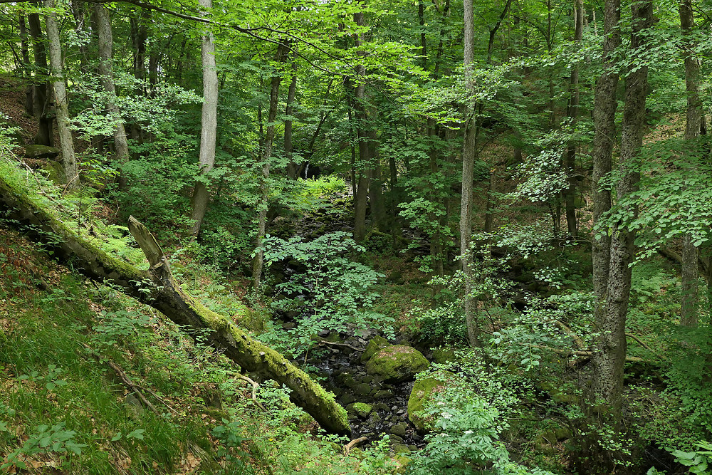 Bei den Wassergeistern im tiefen Wald 03