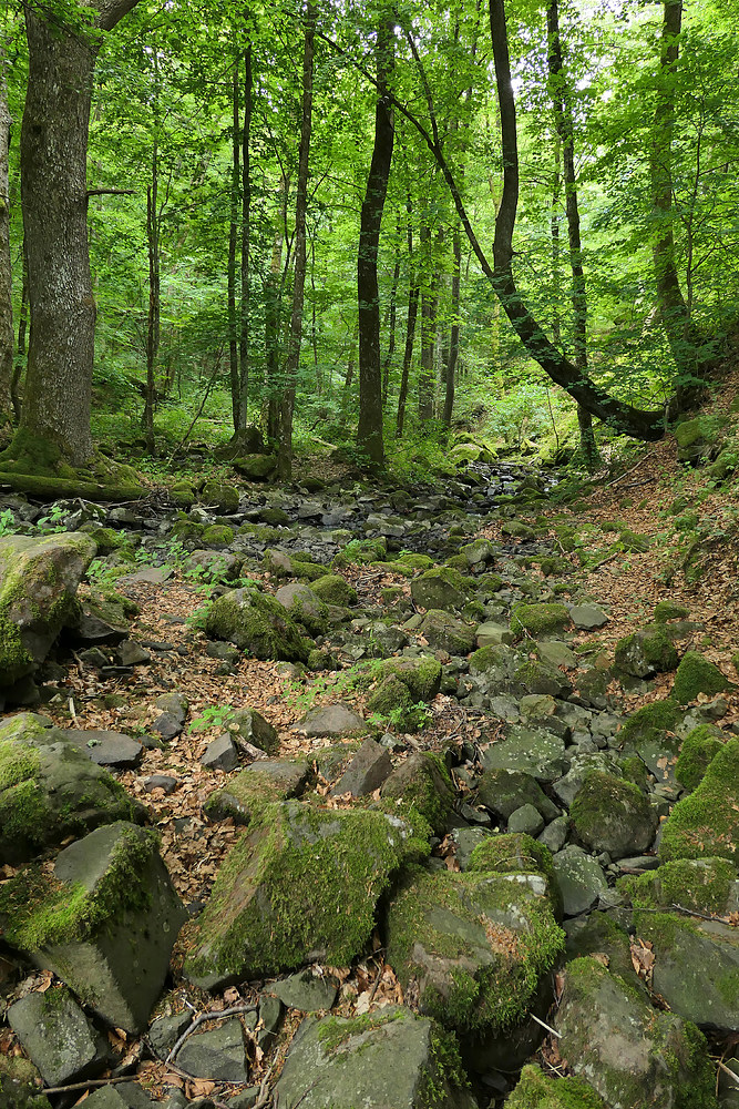 Bei den Wassergeistern im tiefen Wald 05