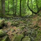 Bei den Wassergeistern im tiefen Wald 05