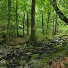 Bei den Wassergeistern im tiefen Wald 06