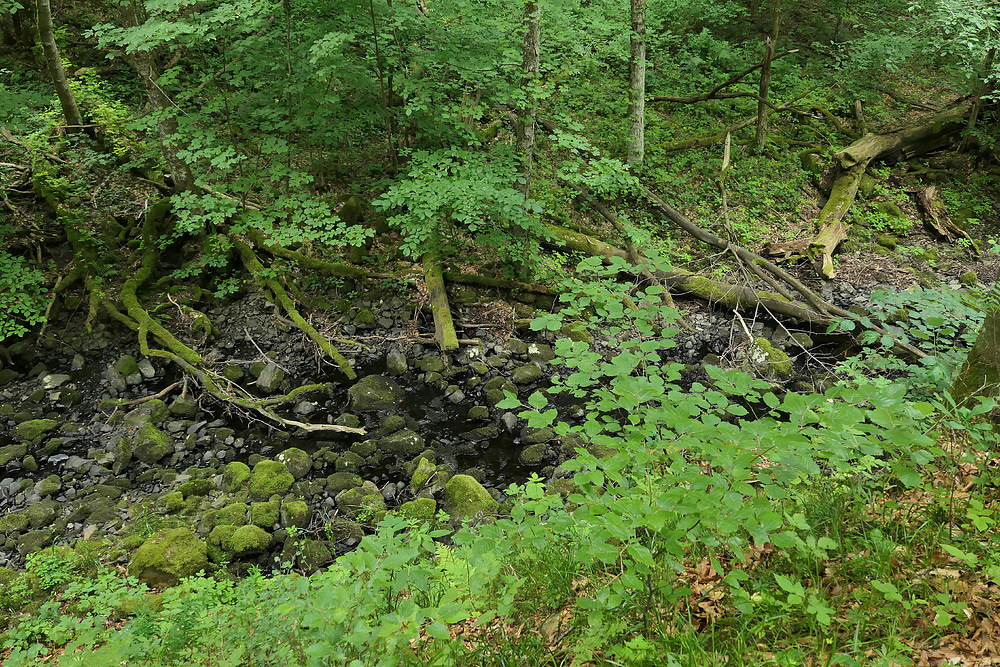 Bei den Wassergeistern im tiefen Wald 07