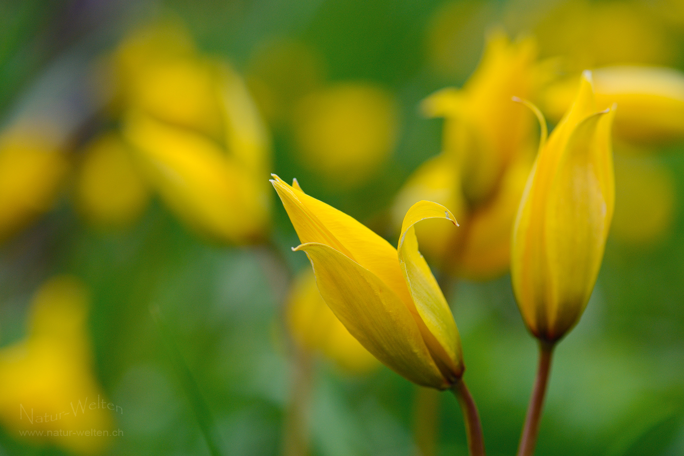 Bei den Weinbergtulpen