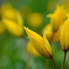 Bei den Weinbergtulpen