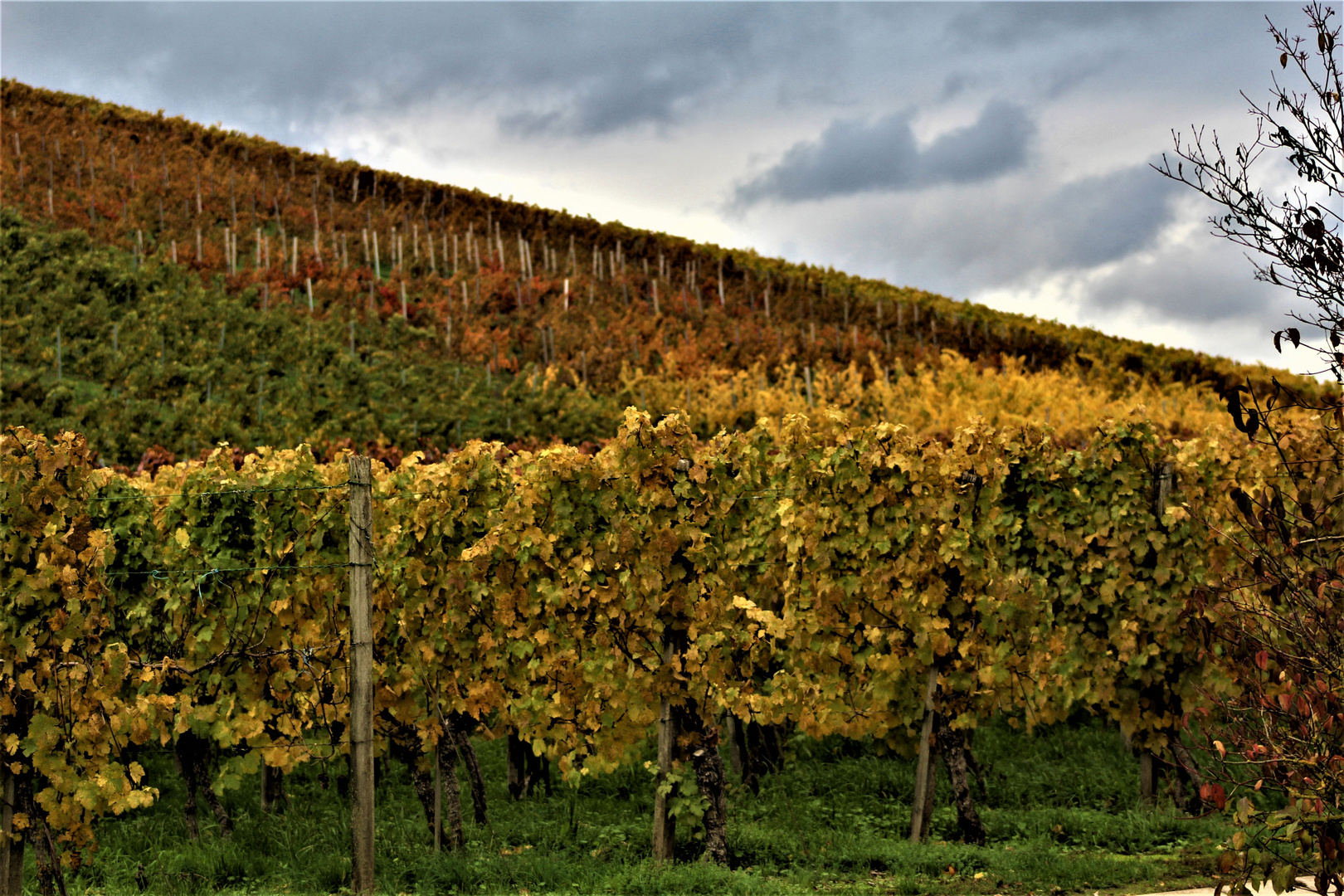 bei den Weinreben im Herbst,