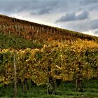 bei den Weinreben im Herbst,