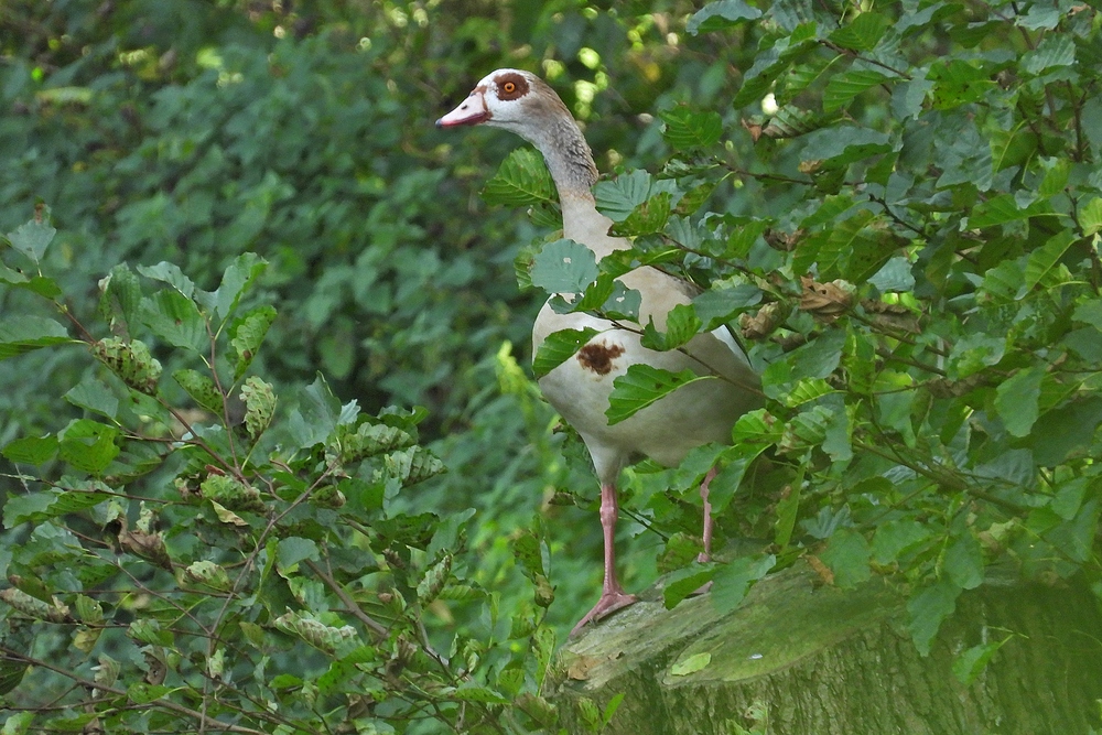 Bei den (wieder) wilden Nilgänsen 01