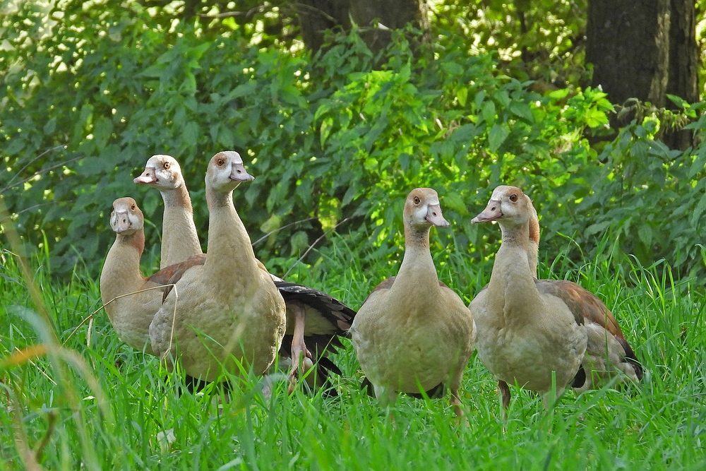 Bei den (wieder) wilden Nilgänsen 02