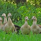 Bei den (wieder) wilden Nilgänsen 02