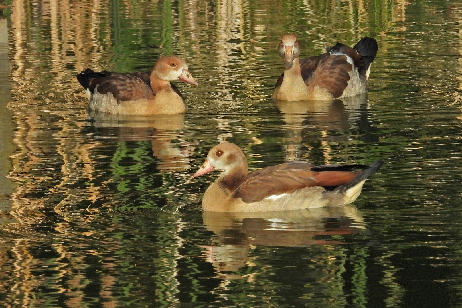 Bei den (wieder) wilden Nilgänsen 03