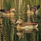 Bei den (wieder) wilden Nilgänsen 03