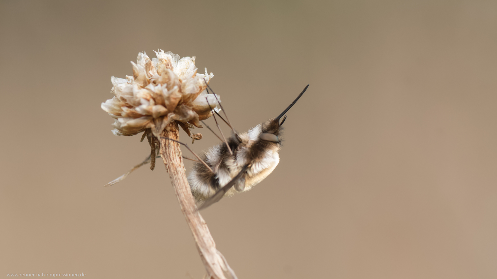 Bei den Wildbienen.....