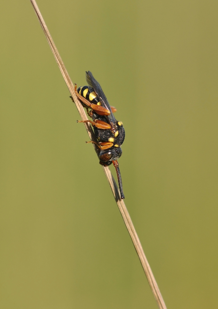 Bei den Wildbienen ...