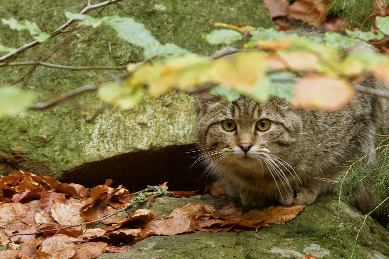 bei den Wildkatzen im Nationalpark Bayerischer Wald...