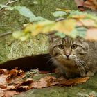 bei den Wildkatzen im Nationalpark Bayerischer Wald...