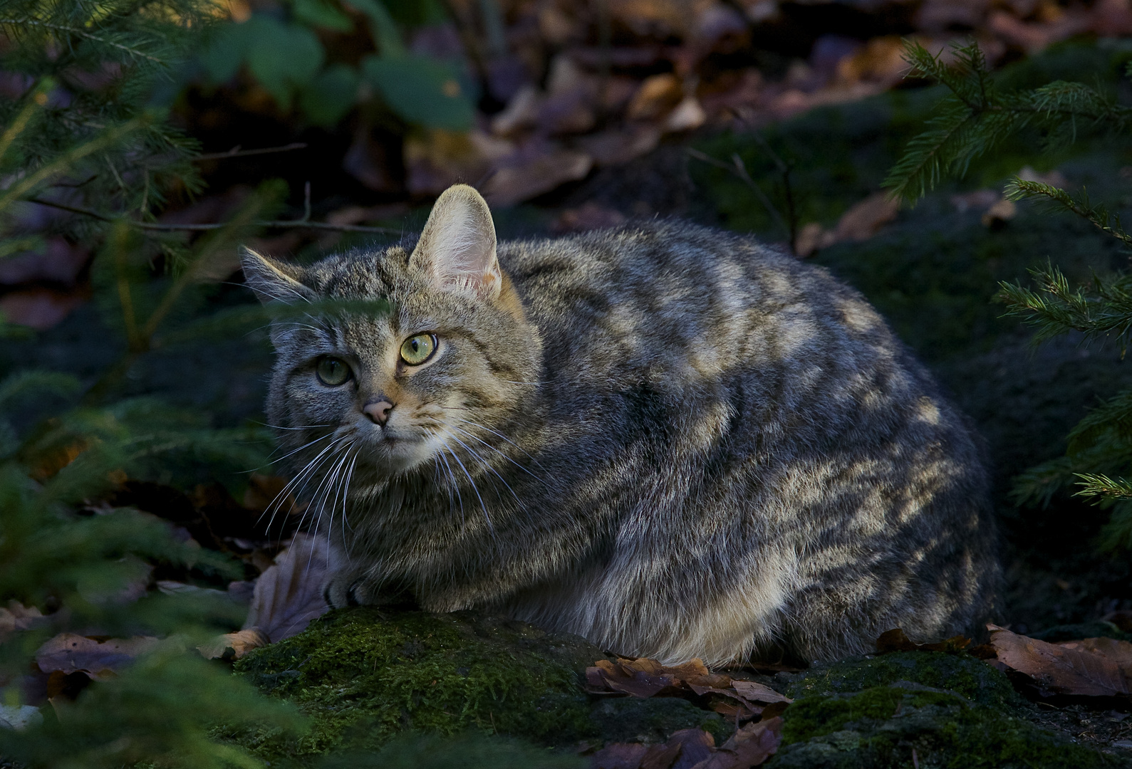 bei den Wildkatzen im Nationalpark Bayerischer Wald.