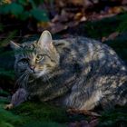 bei den Wildkatzen im Nationalpark Bayerischer Wald.