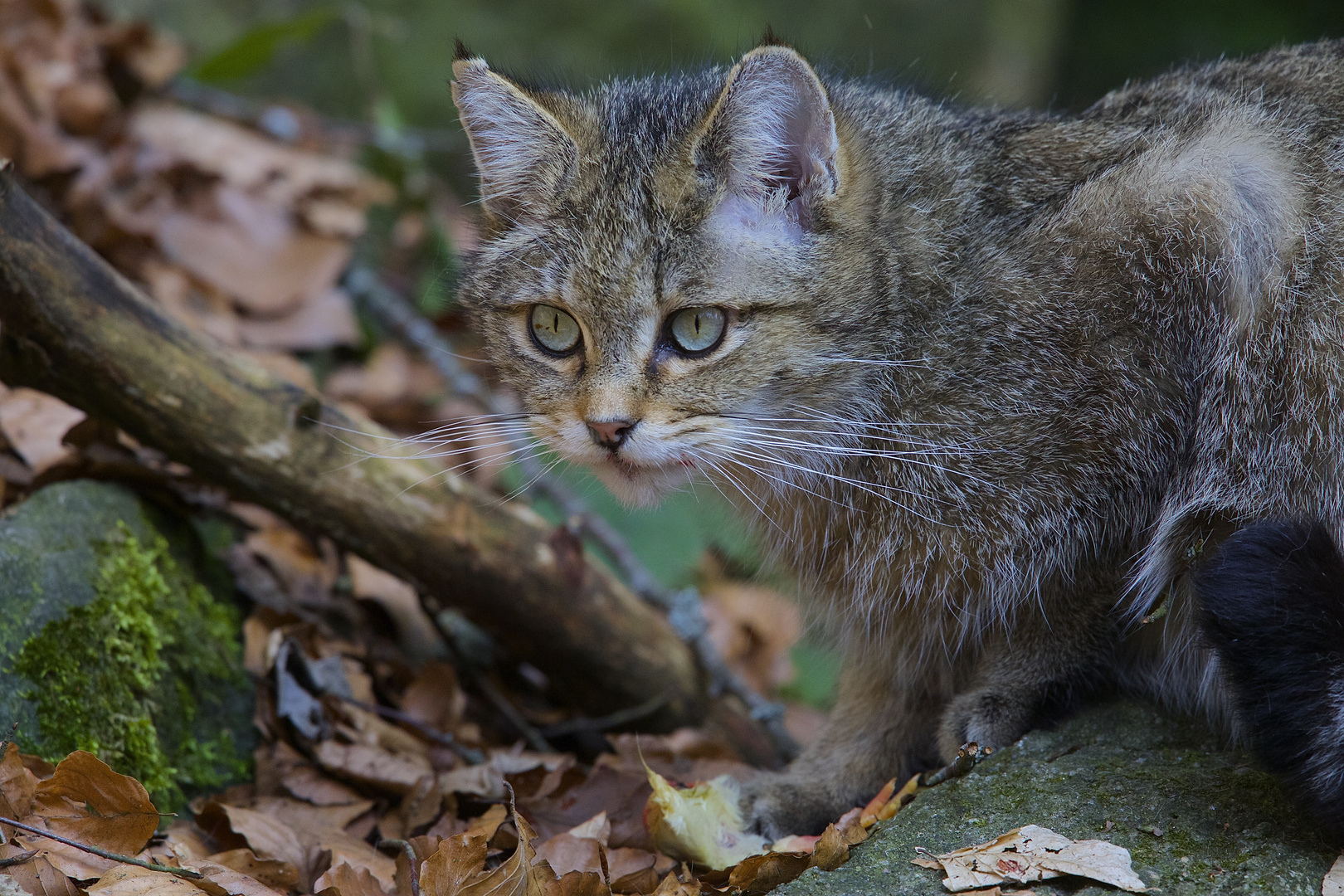 bei den Wildkatzen im Nationalpark Bay.Wald