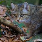 bei den Wildkatzen im Nationalpark Bay.Wald