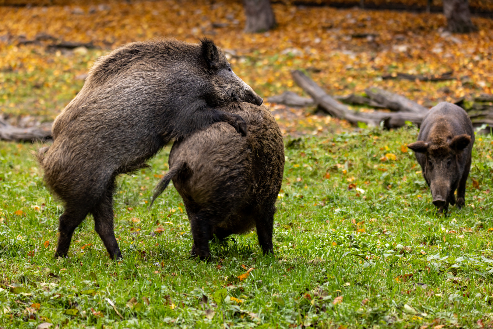 bei den Wildschweinen