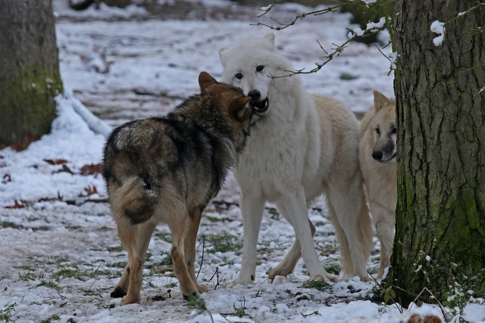 Bei den Wölfen