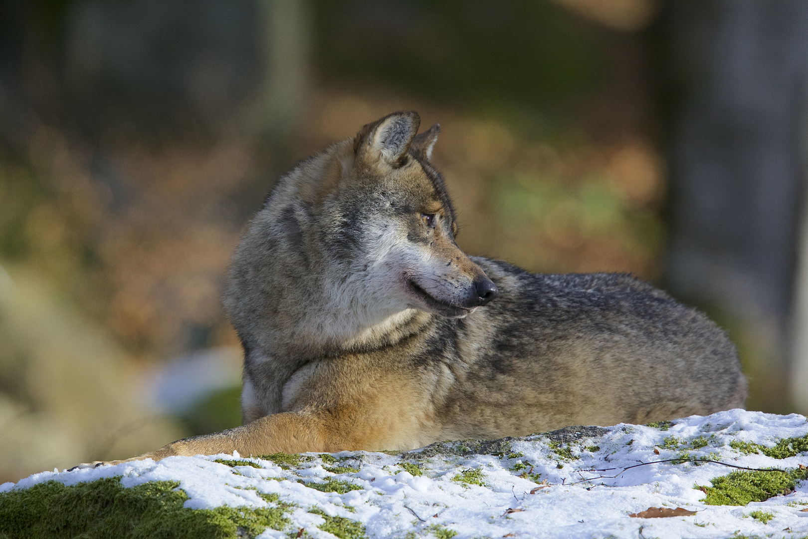 bei den Wölfen im Nationalpark Bayerischer Wald, 2.1.2016...