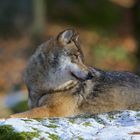 bei den Wölfen im Nationalpark Bayerischer Wald, 2.1.2016...