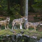 bei den Wölfen im Nationalpark Bayerischer Wald...