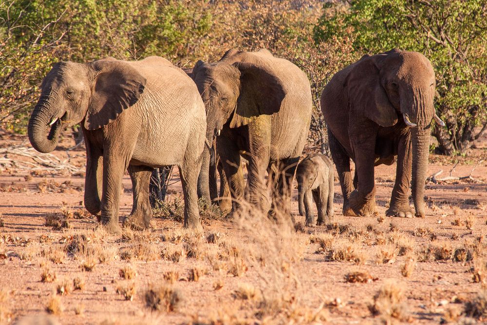 Bei den Wüstenelefanten gibt's Nachwuchs