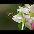 bei der apfelblüte...