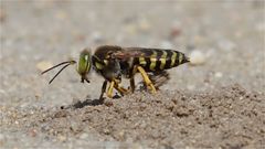 Bei der Arbeit.... Weibliche Kreiselwespe - Bembix rostrata