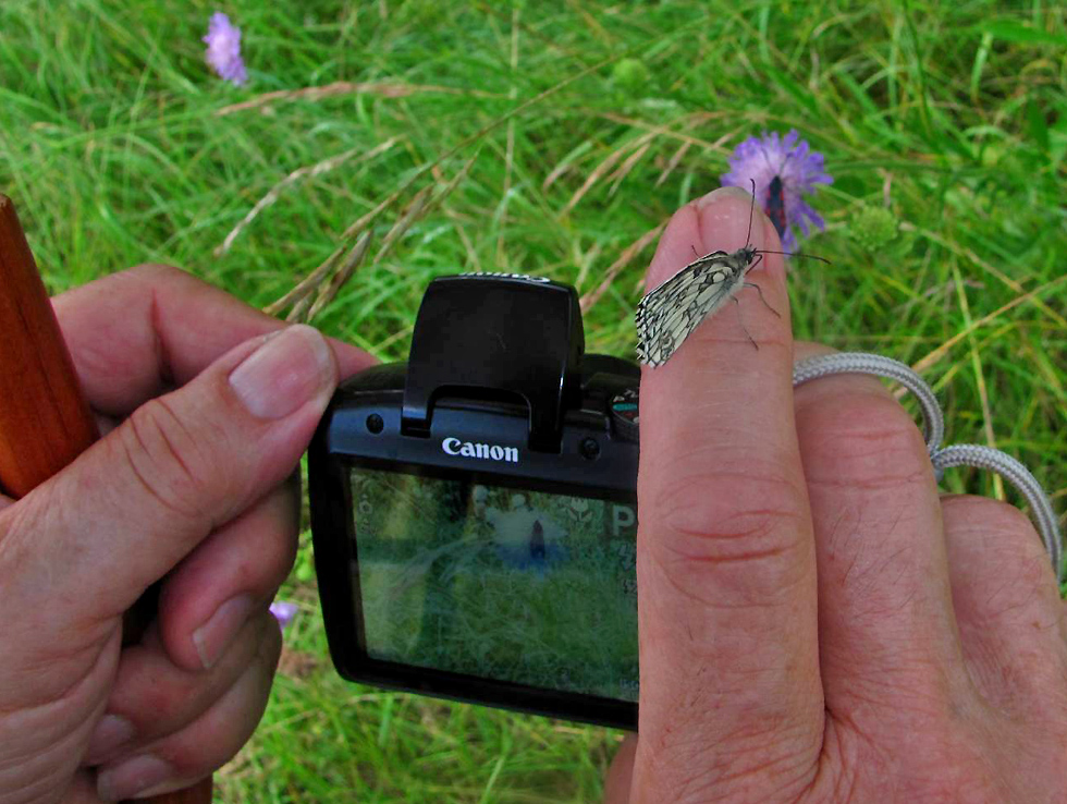 Bei der Aufnahme des Widderchen mit dem Schachbrettfalter auf dem Finger