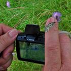 Bei der Aufnahme des Widderchen mit dem Schachbrettfalter auf dem Finger