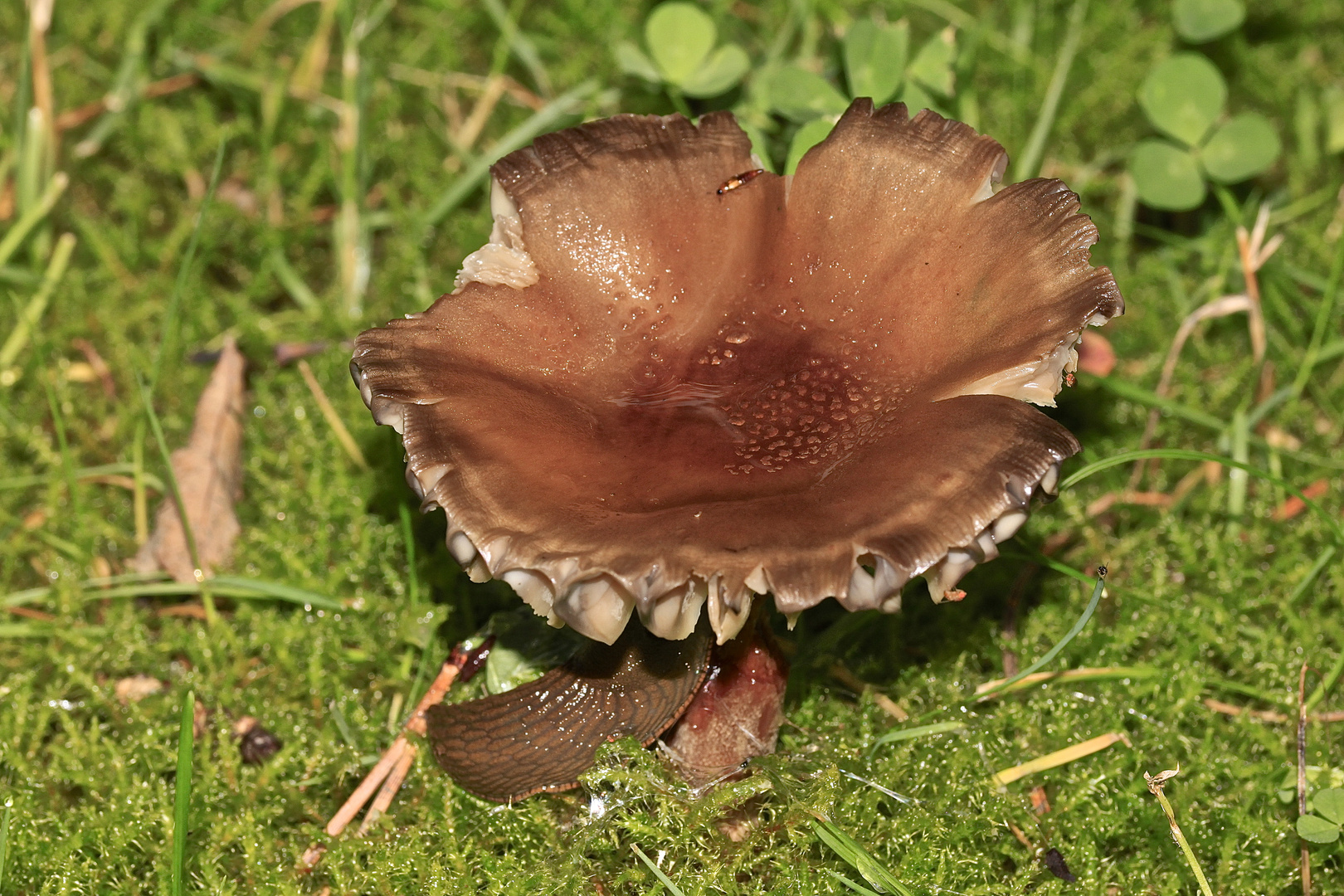 Bei der Aufnahme habe ich die Nacktschnecke u das Insekt nicht gesehen