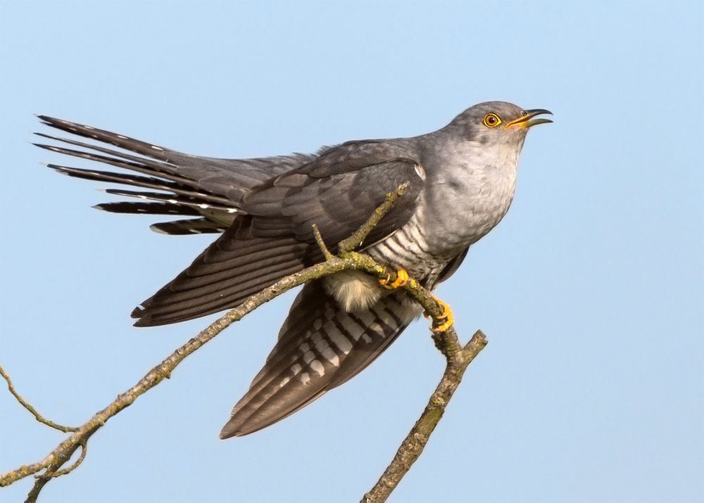 Bei der Balz Foto & Bild tiere, wildlife, wild lebende vögel Bilder