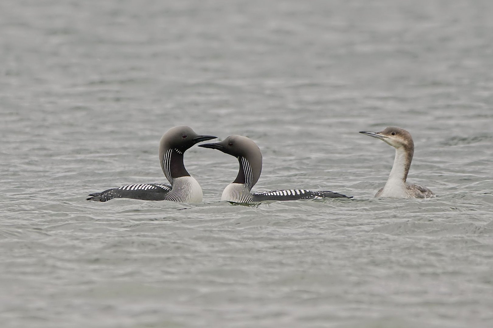 bei der Balz Foto & Bild Bilder auf