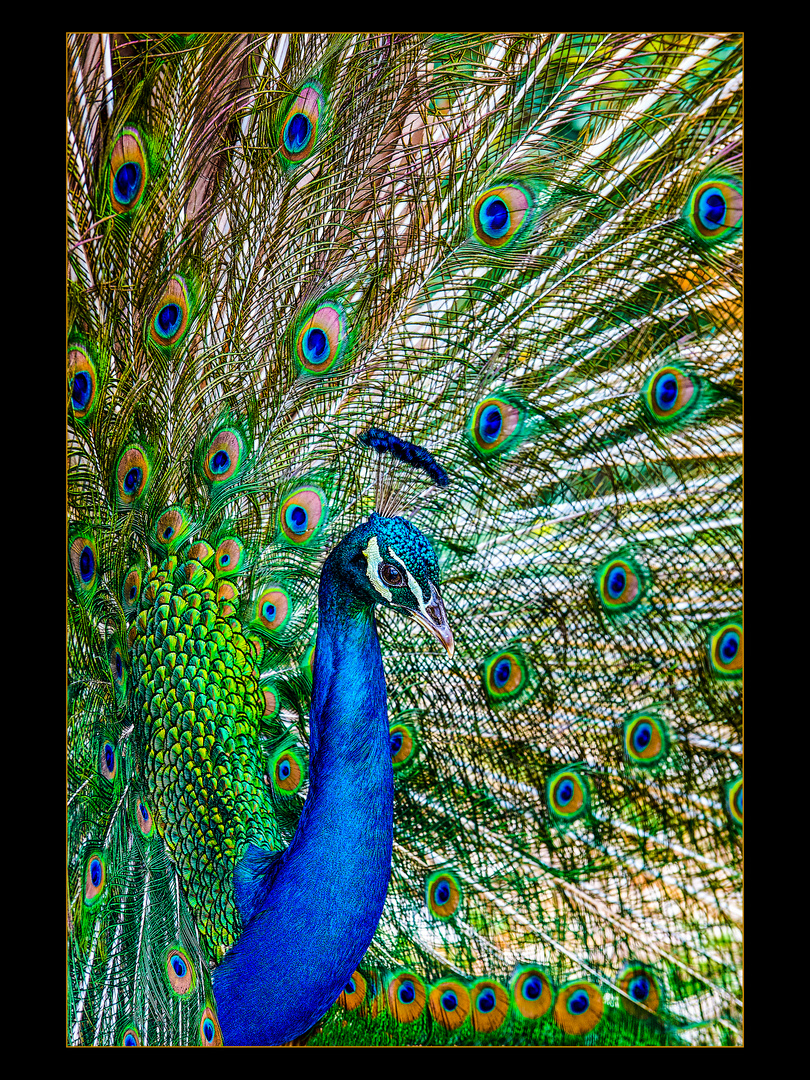 Bei der Balz Foto & Bild tiere, wildlife, wild lebende vögel Bilder