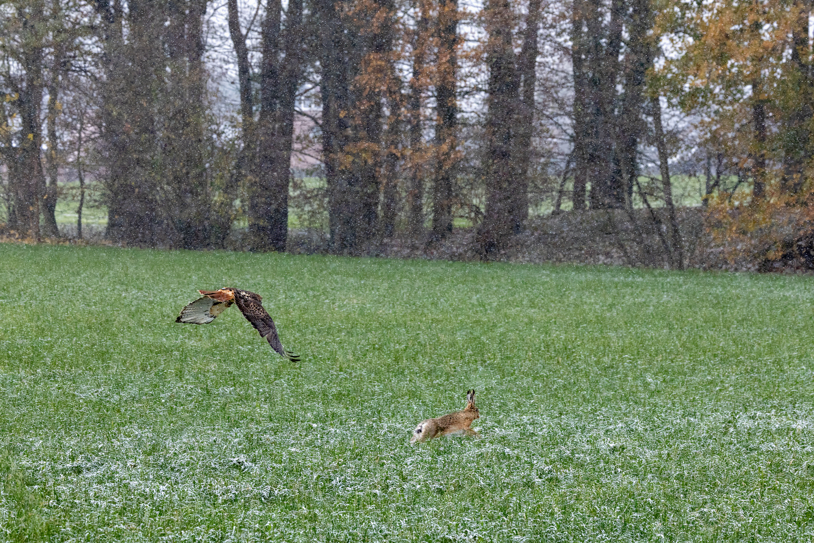 Bei der Beizjagd