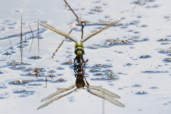 bei der Eiablage + 4 Bilder