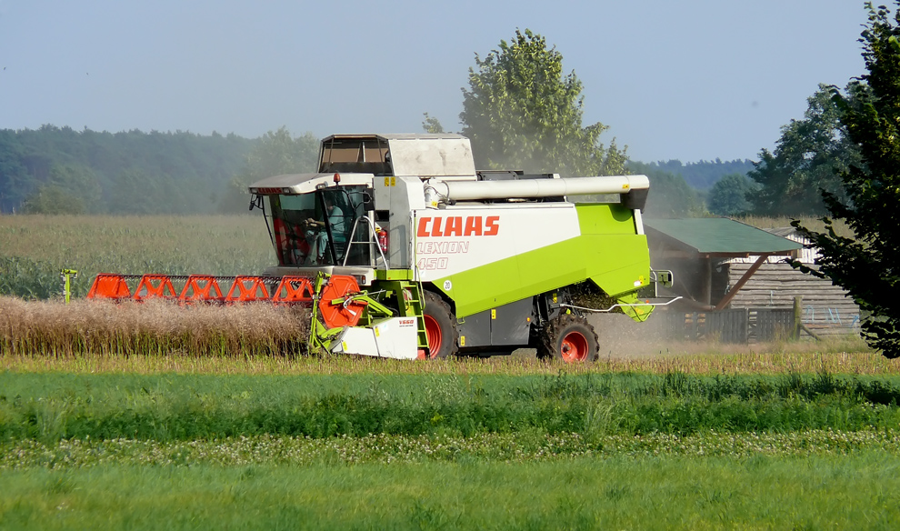 bei der Ernte im Juli