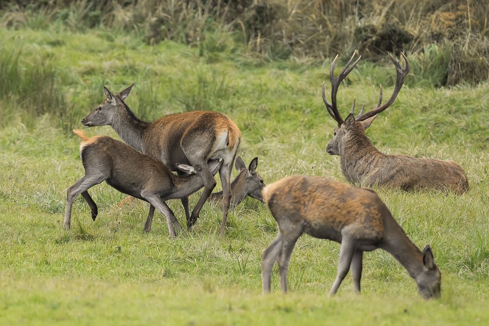 Bei der Familie Hirsch.