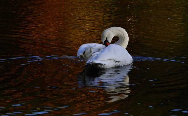 Bei der Federnpflege