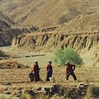 Bei der Feldarbeit, Überland, Tibet